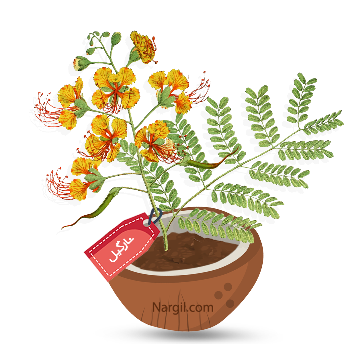  Nargil - Yellow Bird of Paradise